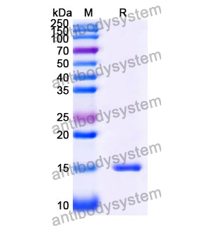 Anti-Human CD167b/DDR2 Nanobody (SAA0978)