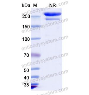 Research Grade Tebotelimab  (DHD30407)