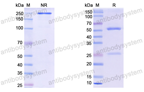 Research Grade Tecaginlimab  (DHD68912)