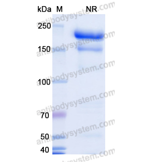 Research Grade Voxalatamab  (DHG01307)
