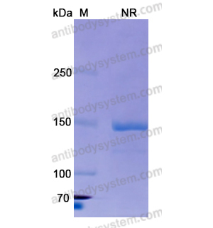 Research Grade Vixarelimab  (DHJ45501)