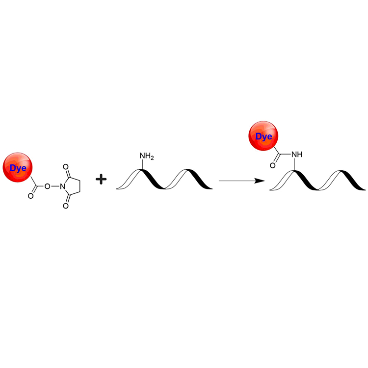 ATTO488-NHS，ATTO488琥珀酰亚胺酯，Atto 488 NHS酯 是具有高水溶性的亲水荧光标记