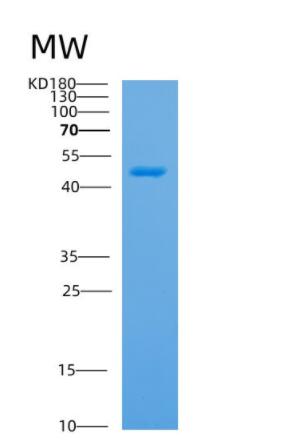 Recombinant Human APOBEC4 Protein