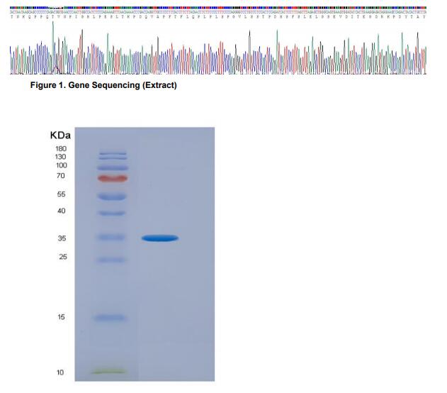 Recombinant Activating Transcription Factor 4 (ATF4)