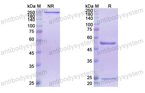 Research Grade Frovocimab(DHJ24003)