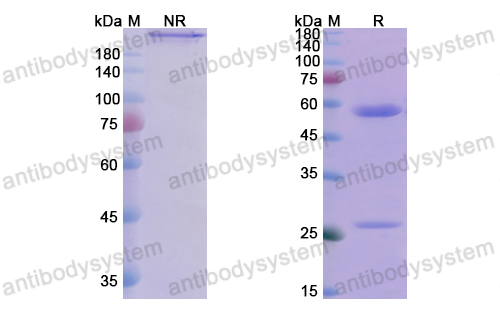 Research Grade Iscalimab  (DHD68901)