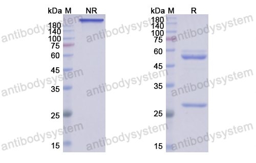 Research Grade Mirikizumab(DHJ63105)