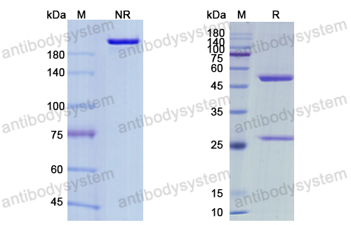 Research Grade Maftivimab  (DVV03605)