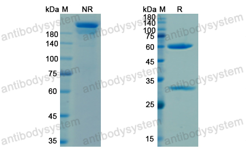 Research Grade Telisotuzumab(DHC34203)