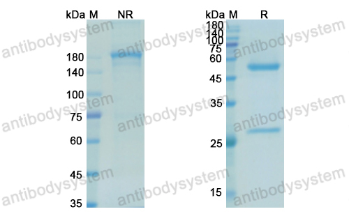 Research Grade Mitumomab  (DGK11302)