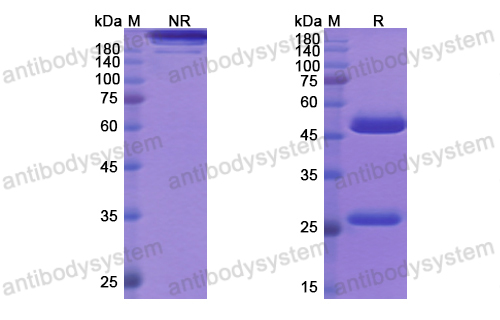Research Grade Solanezumab  (DHC12505)