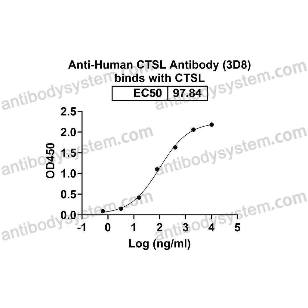 抗体：Human CTSL Antibody (3D8) RHC27301