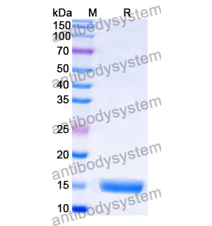 Anti-African clawed frog Nucleoporin Nup58/54/62 Nanobody (SAA0872)