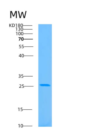 Recombinant Human BAG1 Protein