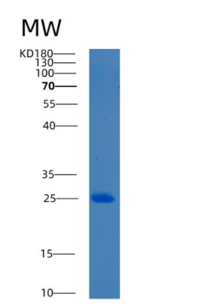 Recombinant Human BCL7C Protein