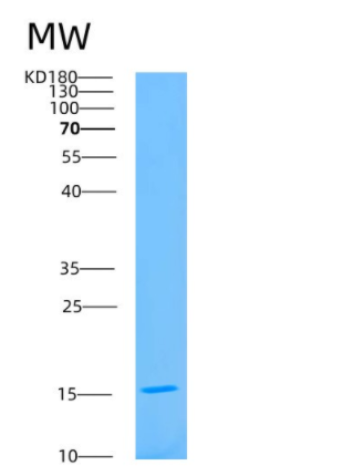 Recombinant Human ATP6V1F Protein