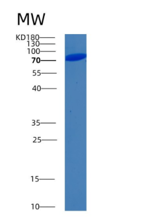 Recombinant Human BIP Protein