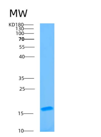 Recombinant Human BATF3 Protein