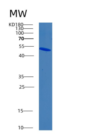 Recombinant Human BLNK Protein