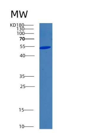 Recombinant Human BLMH Protein