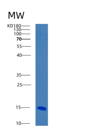 Recombinant Human BOLA1 Protein