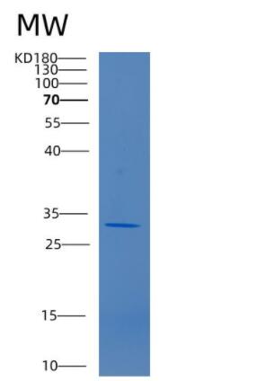 Recombinant Human CD34 Protein