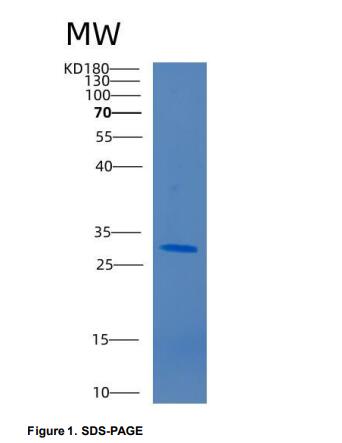 Recombinant Human CD33 Protein