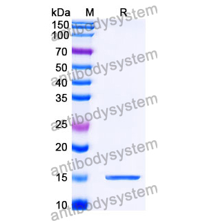 Anti-SARS-CoV-2 S Protein Nanobody (SAA1102)