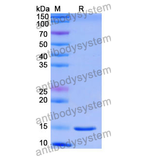 Anti-Human FOLH1/PSMA Nanobody (SAA1352)