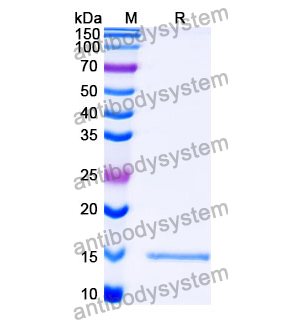 Anti-SARS-CoV-2 S Protein Nanobody (SAA1109)