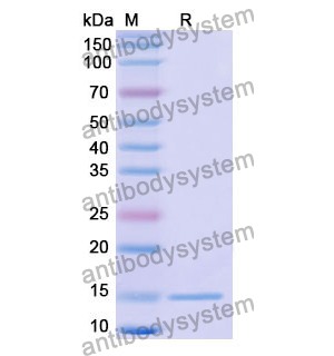 Anti-Human CFTR Nanobody (SAA1020)