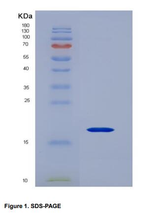 Recombinant Cluster Of Differentiation 247 (CD247)