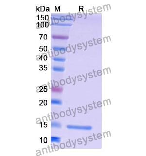 Anti-Human LYZ Nanobody (SAA1053)