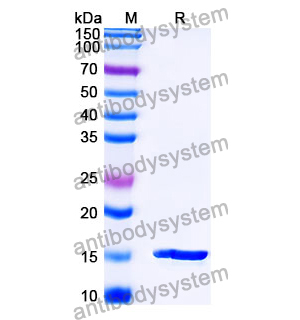 Anti-SARS-CoV-2 S Protein Nanobody (SAA1103)