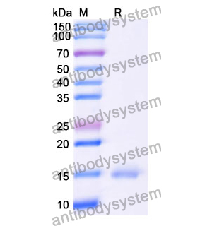 Anti-Human GRM5 Nanobody (SAA1251)