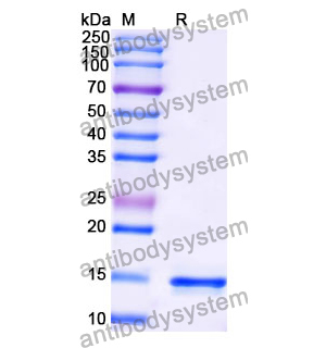 Anti-Human GABRA1 Nanobody (SAA1342)