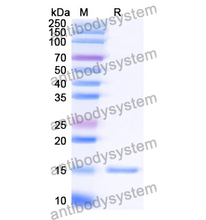 Anti-Human TREM2 Nanobody (SAA1136)