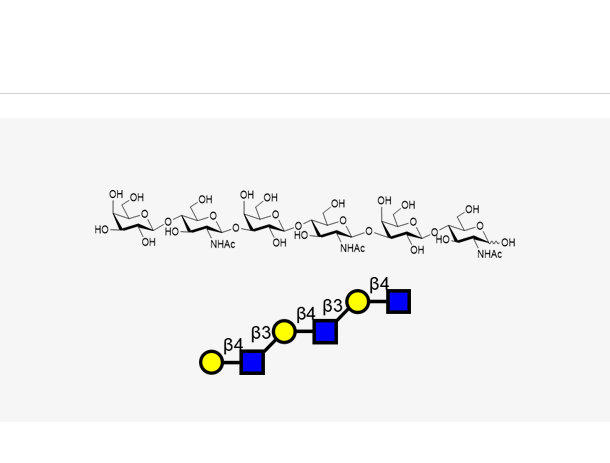Galb1, 4GlcNAcb1, 3Galb1, 4GlcNAcb1, 3Galb1, 4GlcNAc