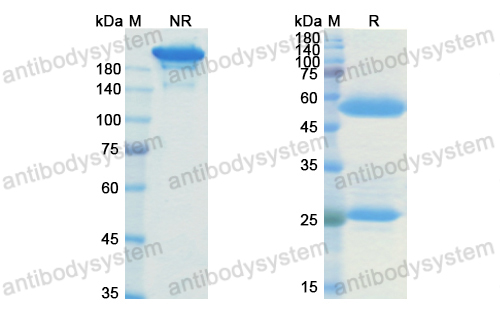 Research Grade Humanized HLA-G-0104  (DHM00601)