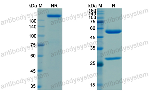 Research Grade Tixagevimab (AZD8895) (DVV00308)