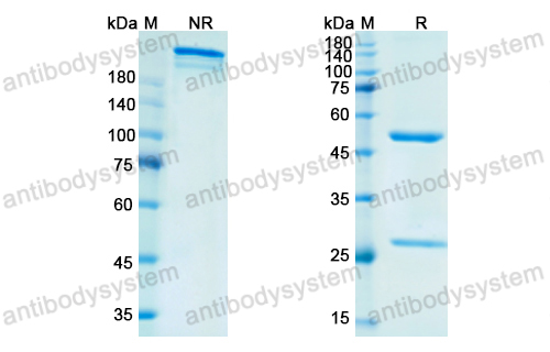 Research Grade Vofatamab(DHD52901)