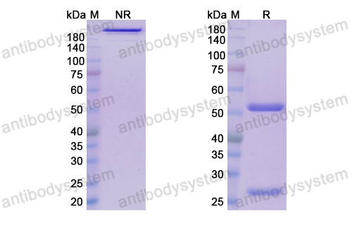 Research Grade Leronlimab(DHE85401)