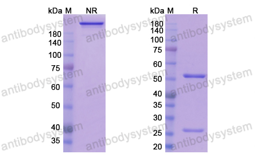 Research Grade Sirtratumab  (DHK06801)