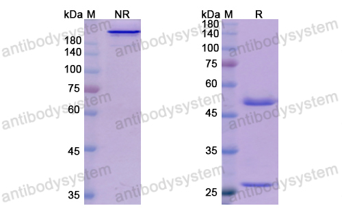 Research Grade Domagrozumab(DHA30603)