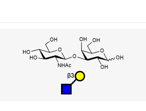 GlcNAcb1, 3Gal