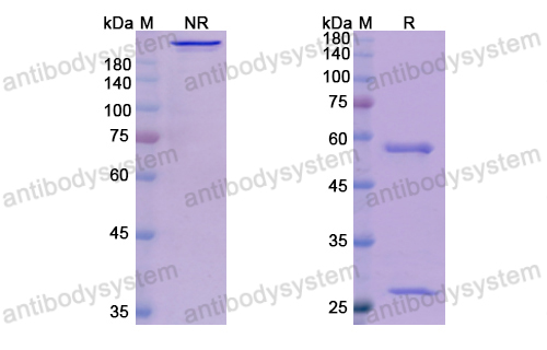 Research Grade Talizumab  (DHJ92703)