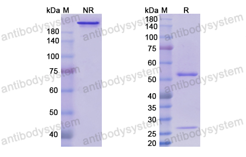 Research Grade Volociximab  (DHC35101)