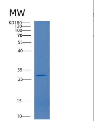 Recombinant Human CD38 Protein