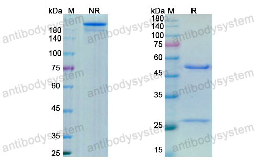Research Grade AJW200 (DHC08502)