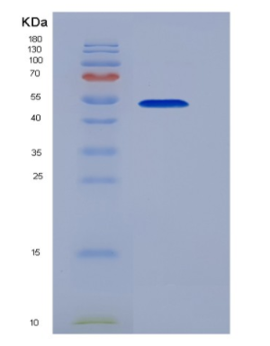 Recombinant Cluster Of Differentiation 58 (CD58)